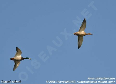 Mallard adult