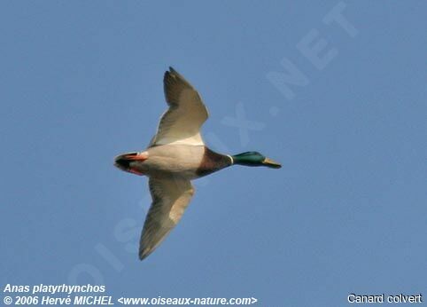 Canard colvert mâle adulte