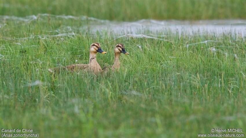 Canard de Chineadulte nuptial