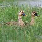 Canard de Chine