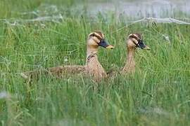 Eastern Spot-billed Duck