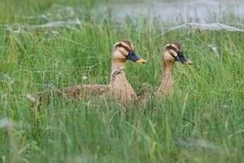 Canard de Chine