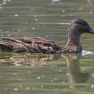 Canard de Meller