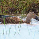 Canard de Smith