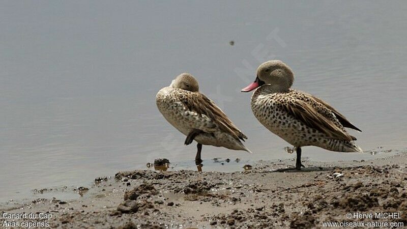 Cape Teal