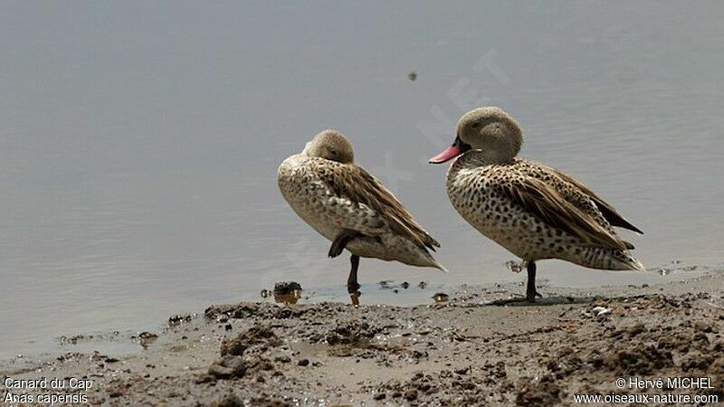 Canard du Cap