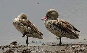 Cape Teal