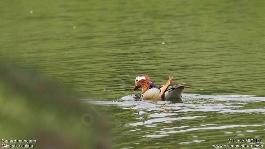 Mandarin Duckadult breeding