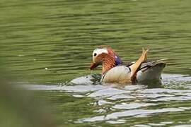 Canard mandarin