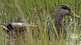 American Black Duck