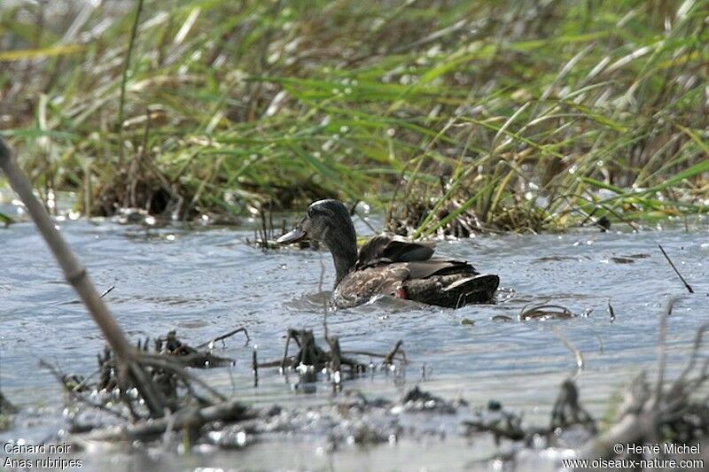 Canard noiradulte