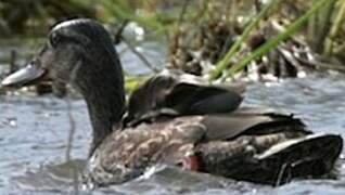 American Black Duck