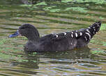 Canard noirâtre