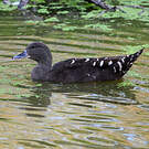 Canard noirâtre