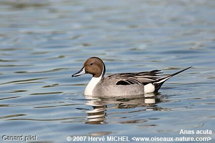 Canard pilet mâle adulte nuptial