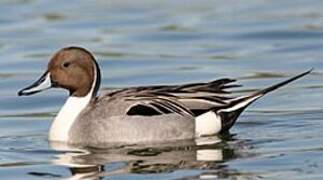 Northern Pintail