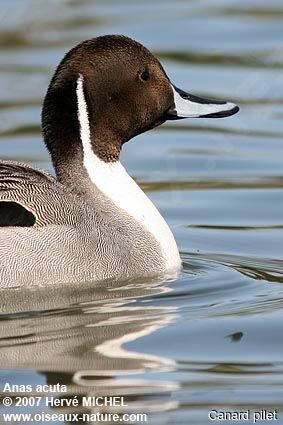 Northern Pintail male adult breeding