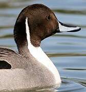 Northern Pintail