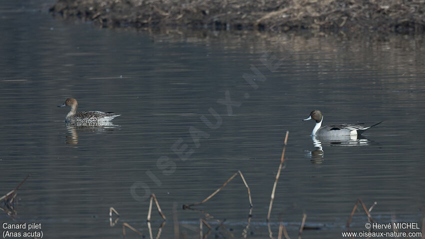 Canard piletadulte nuptial