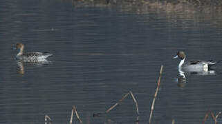 Northern Pintail