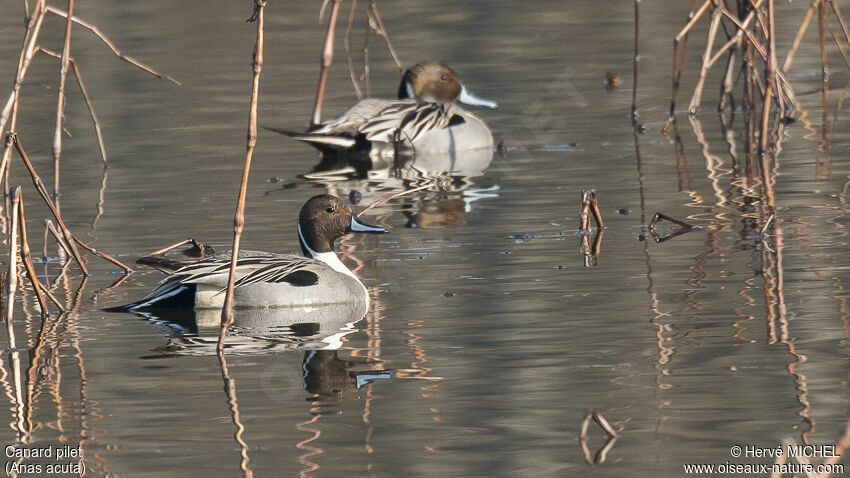 Northern Pintail male adult breeding