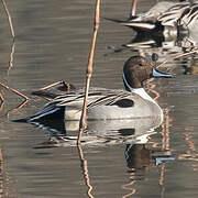 Canard pilet