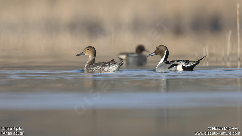 Northern Pintailadult