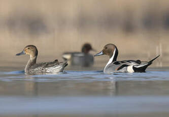 Canard pilet