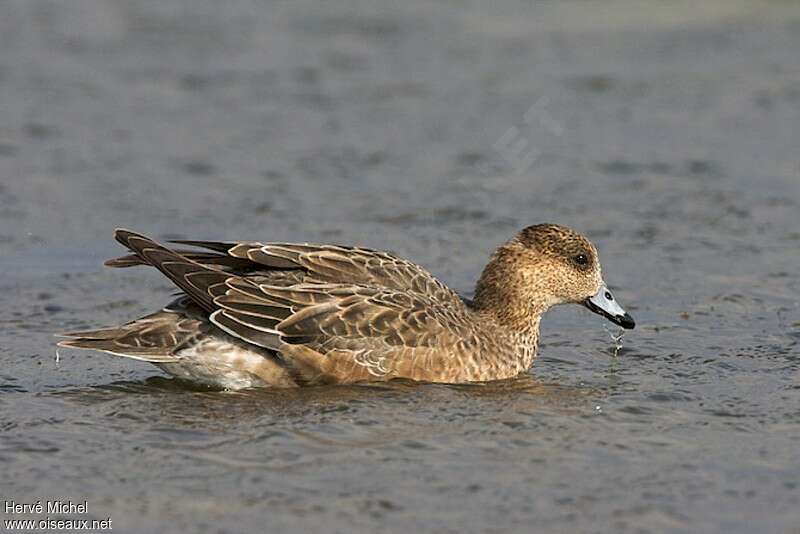 Canard siffleur femelle adulte, identification