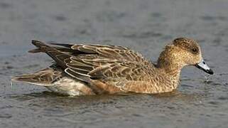 Eurasian Wigeon