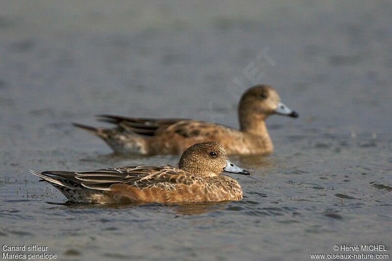 Canard siffleuradulte internuptial, identification