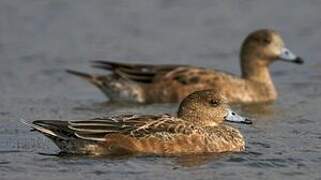 Eurasian Wigeon