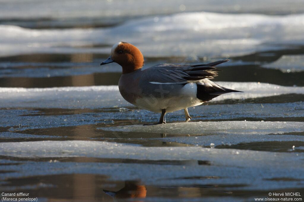 Eurasian Wigeon male adult breeding