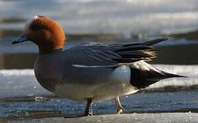 Eurasian Wigeon