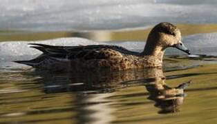 Eurasian Wigeon