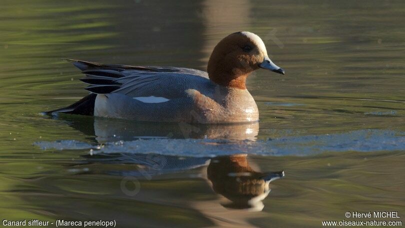 Canard siffleur