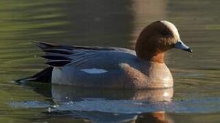 Eurasian Wigeon