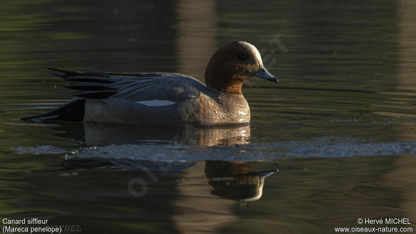 Canard siffleur mâle adulte