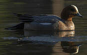 Canard siffleur