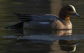 Eurasian Wigeon