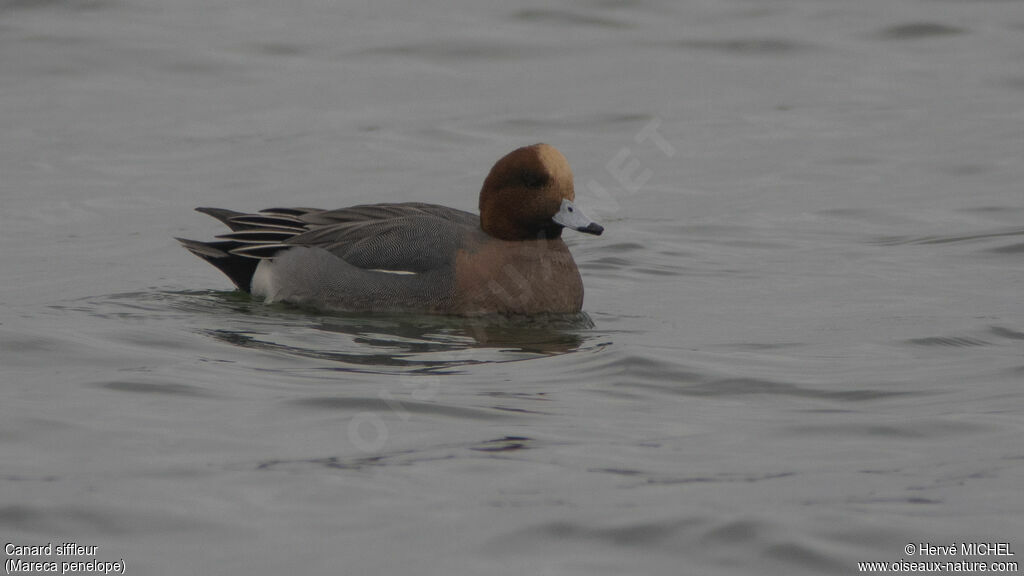 Eurasian Wigeon