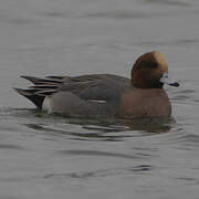 Eurasian Wigeon