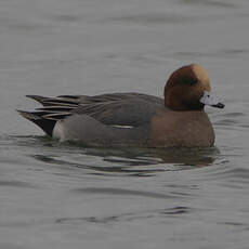 Canard siffleur