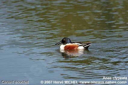 Canard souchet mâle adulte nuptial