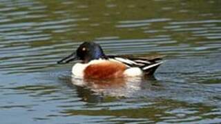 Northern Shoveler