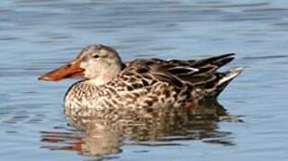 Northern Shoveler