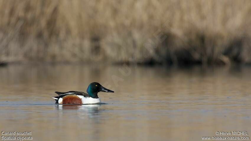 Canard souchet mâle adulte nuptial