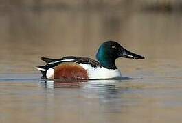 Northern Shoveler