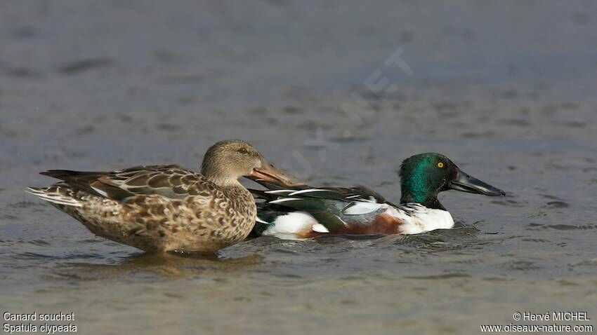 Canard souchet 