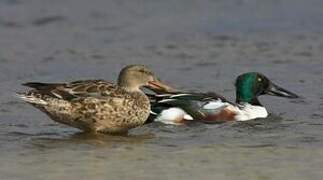 Northern Shoveler